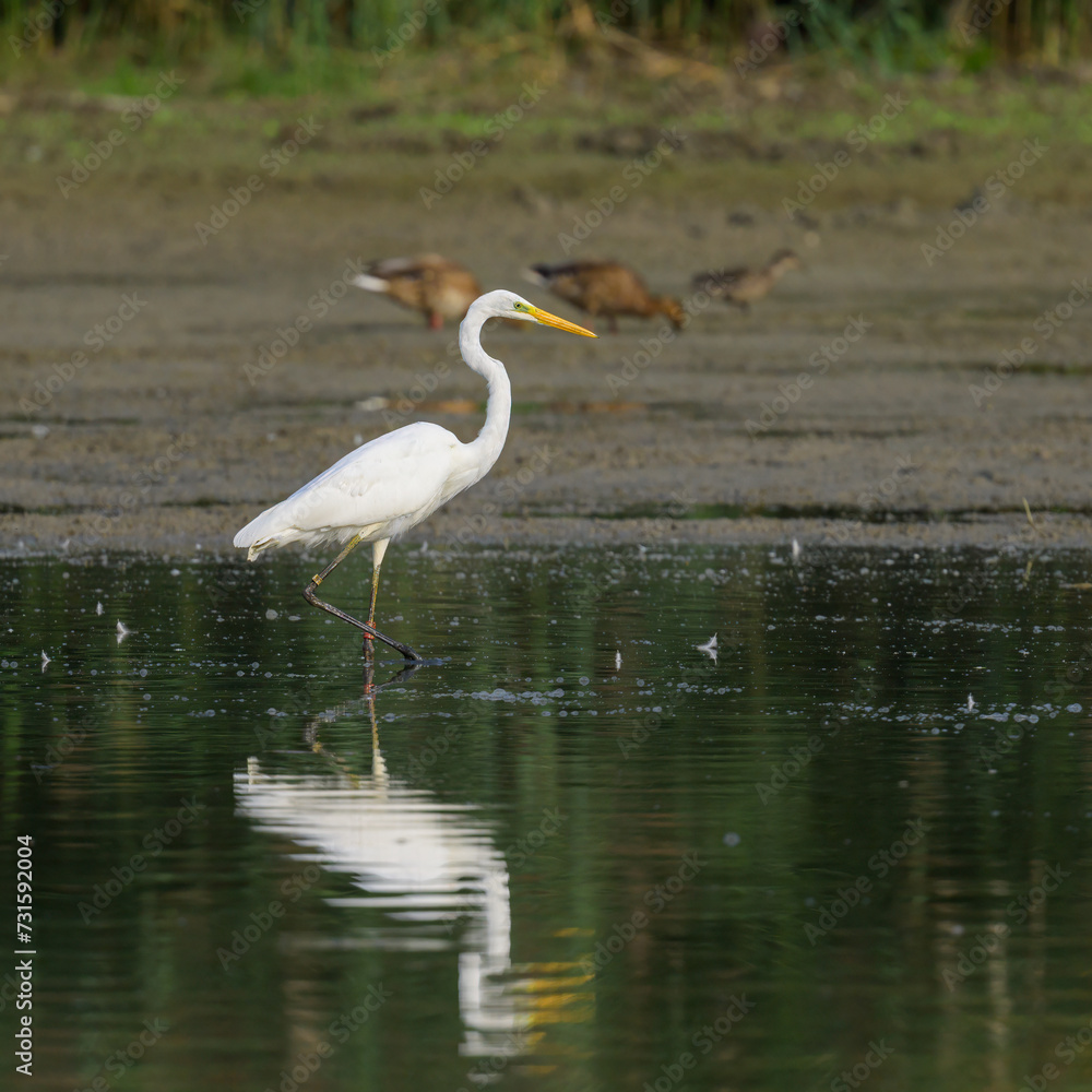 A Great Egret standing in a pond A Great Egret standing in a pond