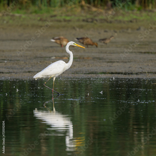 A Great Egret standing in a pond