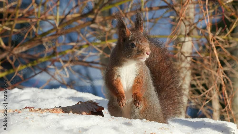 red squirrel animal on ground feed on hazelnut slow zoom in sunny day sciurus vulgaris natural world norway red squirrel animal on ground feed on hazelnut slow zoom in sunny day sciurus vulgaris natural world norway