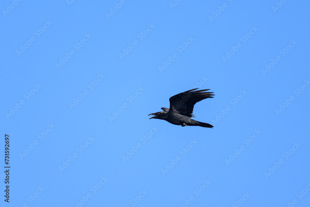Obraz premium A northern raven in flight on a sunny day in summer