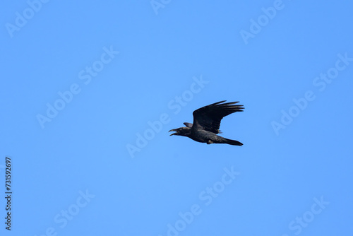 A northern raven in flight on a sunny day in summer