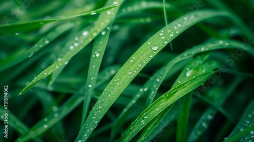Fresh Dew Drops on Vibrant Green Grass 