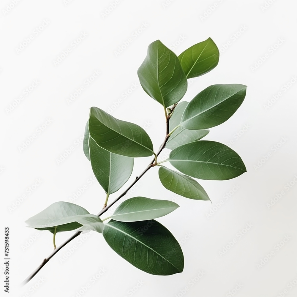 An isolated green plant branch sprig on white background 