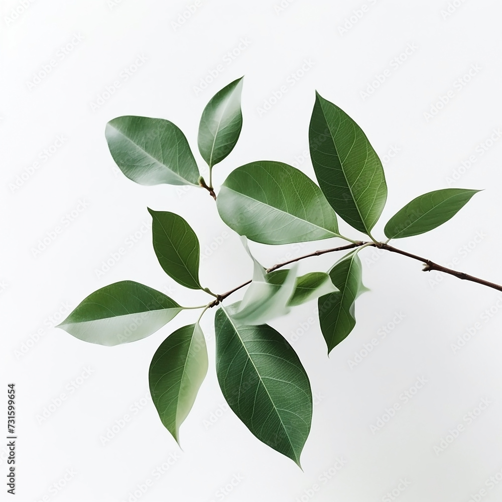 A beautiful natural plant branch with green leaves isolated on white background A beautiful natural plant branch with green leaves isolated on white background