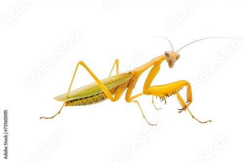 Vibrant Yellow Praying Mantis in Hunting Pose Isolated on White Background