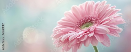 Pink Flower With Blurry Background © cac_tus