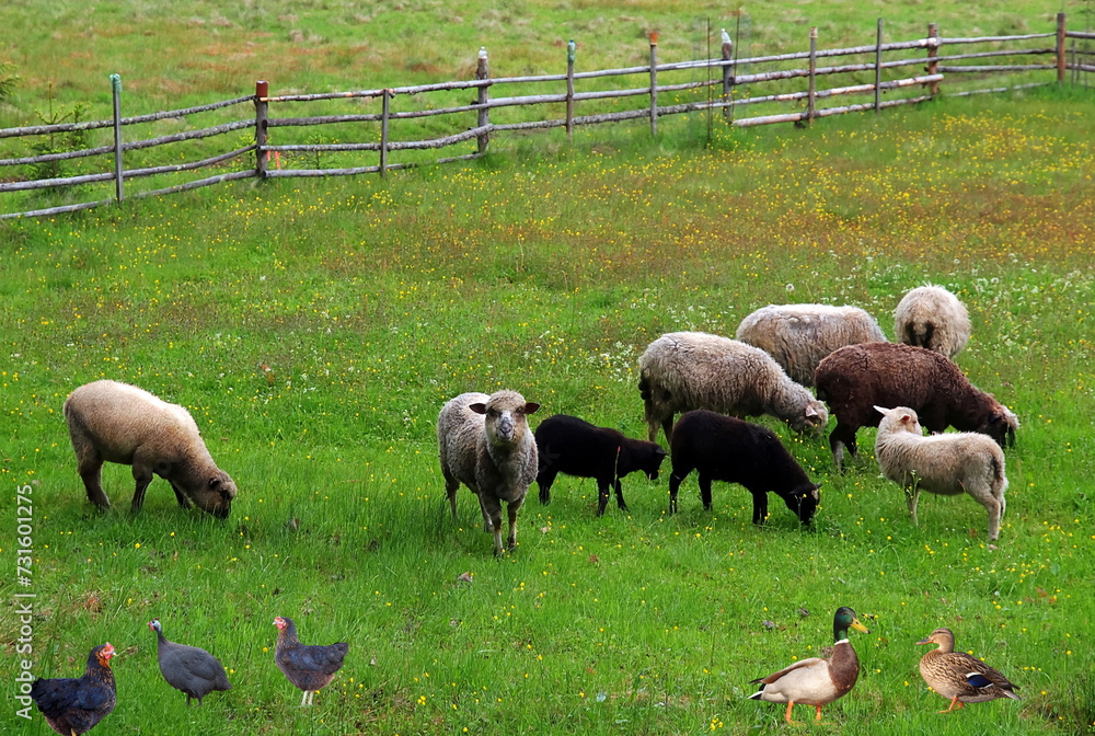 Frühlingswiese am Bauernhof mit Nutztieren auf der Koppel