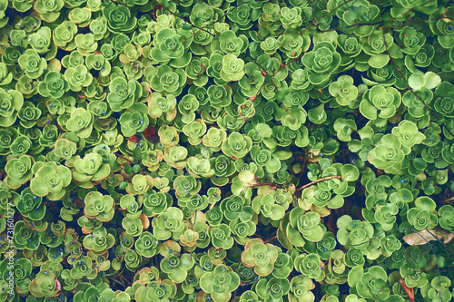 Succulents leaves abstract background green. High quality photo photo