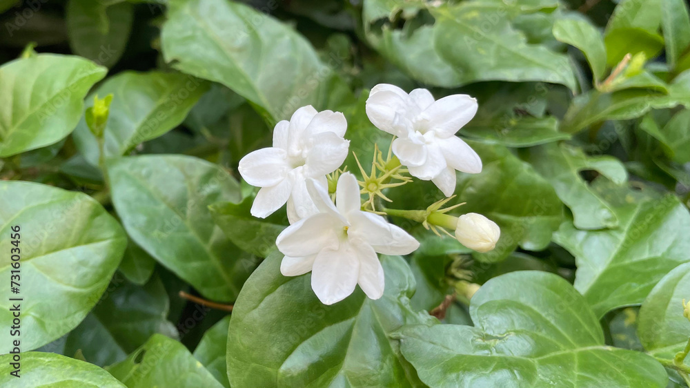 Jasmine flowers with fresh leaves in the garden Jasmine flowers with fresh leaves in the garden