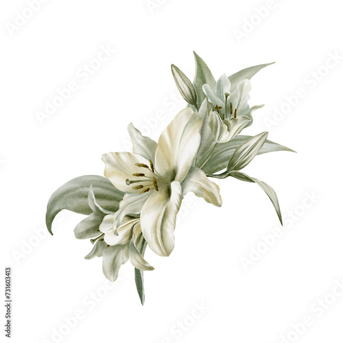 Watercolor composition of white lily flowers with leaves. For postcards  invitations  flyers  websites  flower stores  labels  packaging  wrapping paper.