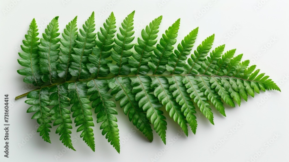 A Green Fern Leaf on a White Background A Green Fern Leaf on a White Background