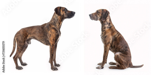 Dog Plott Hound