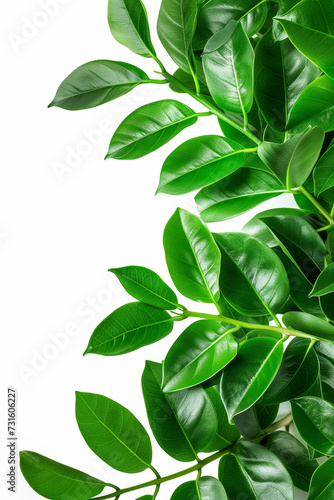 Poster with green leaves zamioculcas isolated on white background