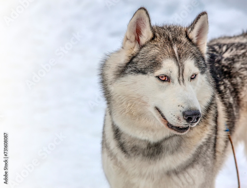 Young Husky male tied up in winter close up on soft sunlight