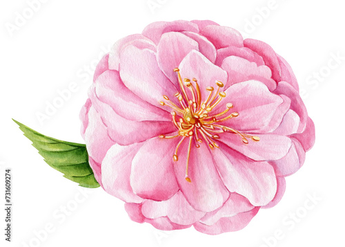 Watercolor sakura pink Flower, spring Japanese cherry pink blooming flower. Hand drawn watercolor rose illustration