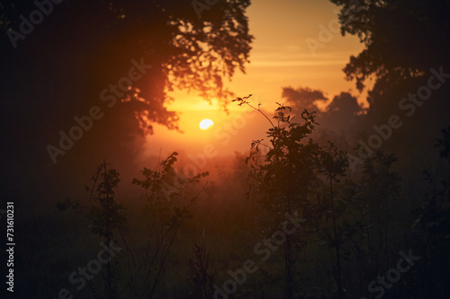 Sun rising over foggy forest. High quality photo