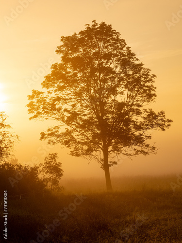 Wallpaper Mural Ein Baum im Sonnenaufgang Torontodigital.ca