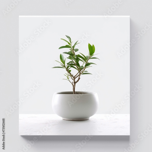 Small decorative interior greenery indoor plant on a white ceramic pot in white background © Sudarshana