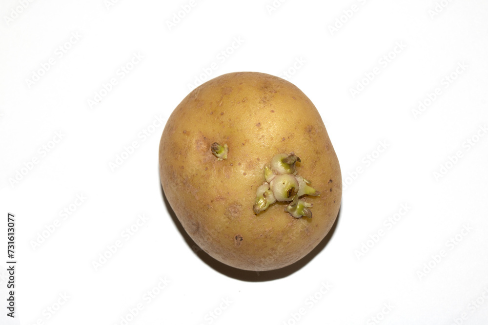 Sprouting New Potato Vegetable on White Background Sprouting New Potato Vegetable on White Background
