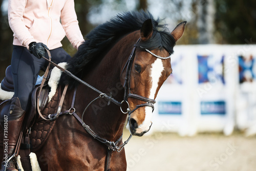 Horse with bridle, close-up head with strong outer reins. © RD-Fotografie