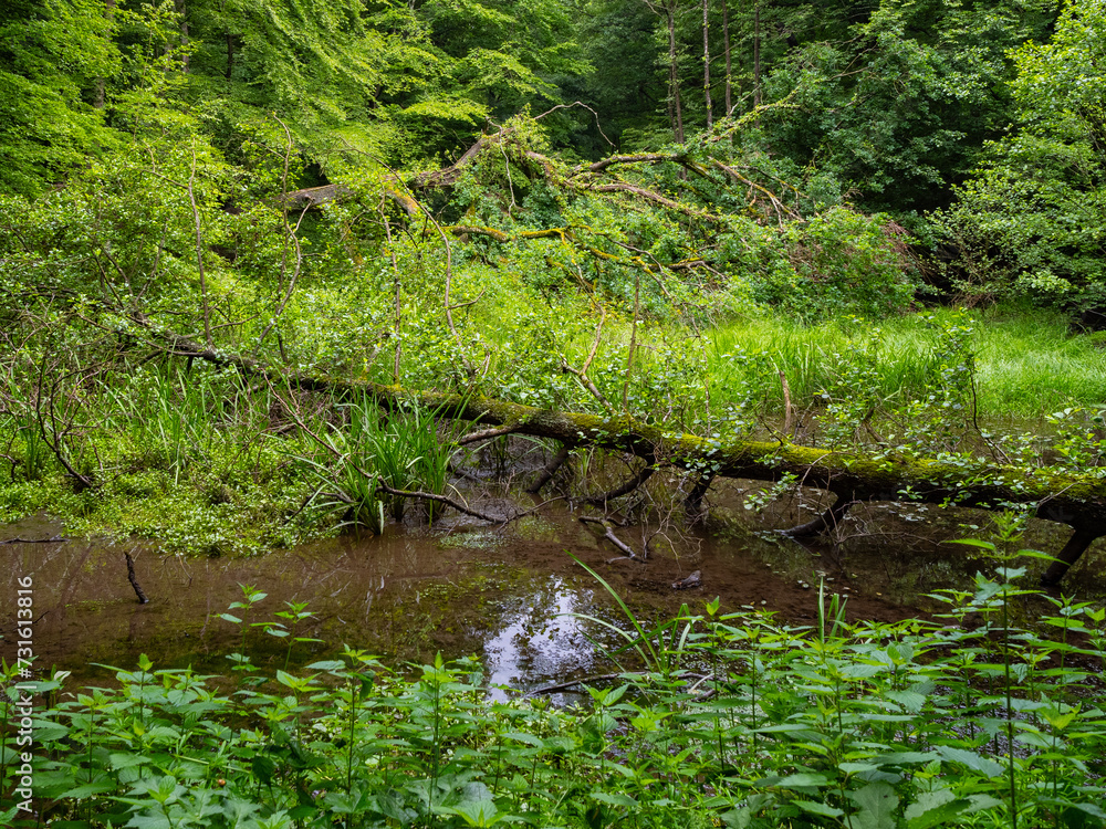 Obraz premium Sumpflandschaft