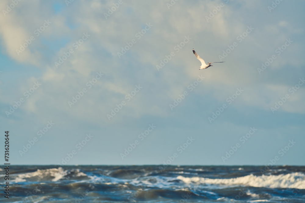 Seagull flying over waves on northern sea. High quality photo Seagull flying over waves on northern sea. High quality photo