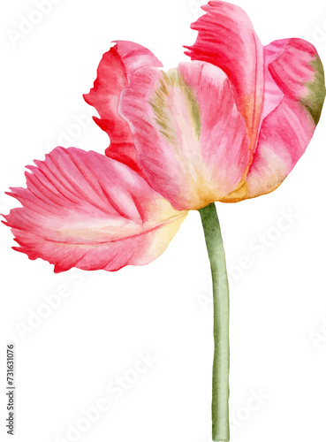 a pink and white blooming tulip.