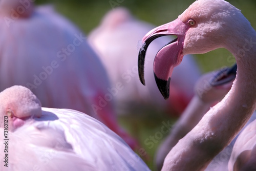 Flamingo mit offenen Schnabel photo