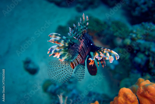 Fototapeta Naklejka Na Ścianę i Meble -  The beauty of the underwater world - The red lionfish (Pterois volitans) is a venomous coral reef fish in the family Scorpaenidae, order Scorpaeniformes - scuba diving in the Red Sea, Egypt