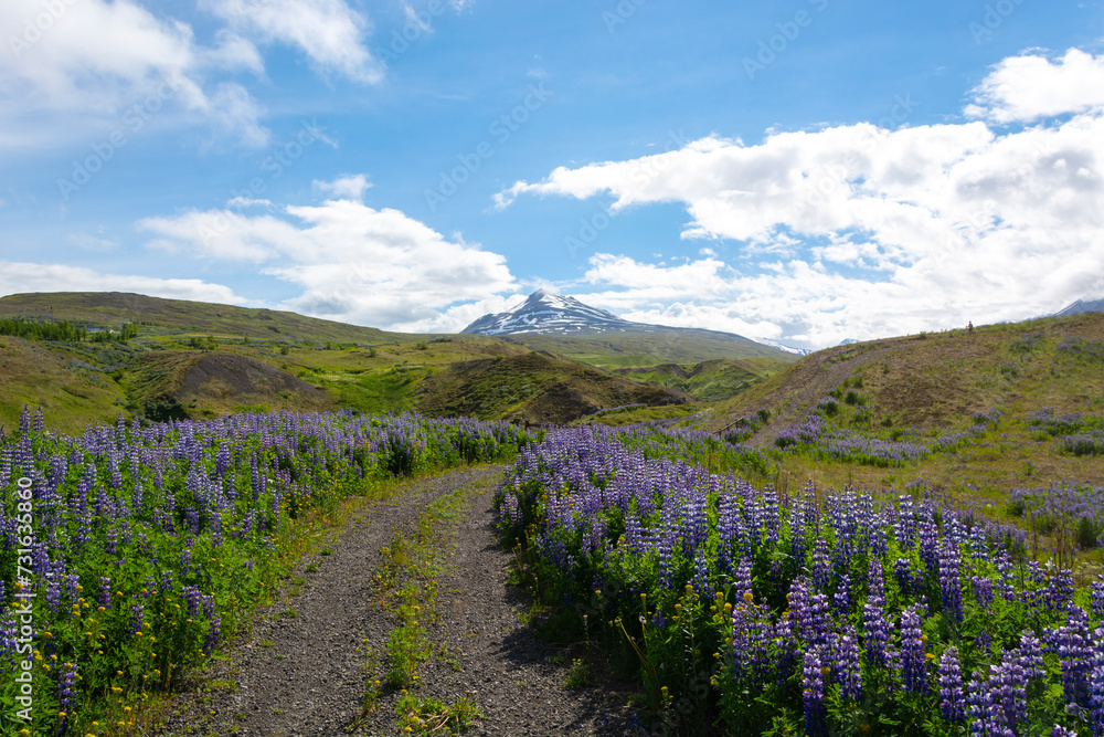 Lupine flowers in the mountains of Iceland. Beautiful summer landscape. Lupine flowers in the mountains of Iceland. Beautiful summer landscape.