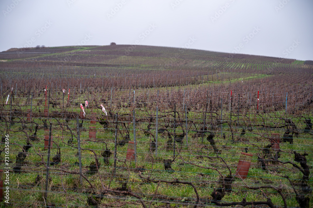 Winter time on Champagne grand cru vineyards near Verzenay village, rows of old grape vines without leaves, green grass, wine making in France