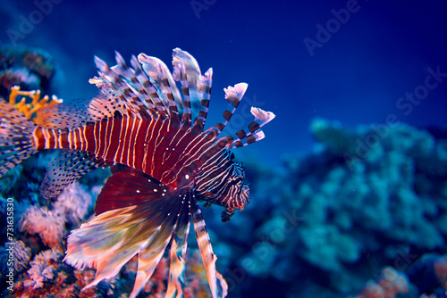 Fototapeta Naklejka Na Ścianę i Meble -  The beauty of the underwater world - The red lionfish (Pterois volitans) is a venomous coral reef fish in the family Scorpaenidae, order Scorpaeniformes - scuba diving in the Red Sea, Egypt
