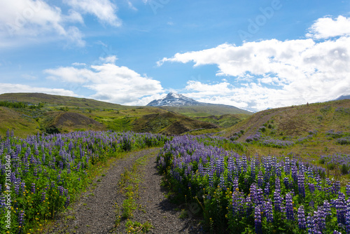 Lupine flowers in the mountains of Iceland. Beautiful summer landscape.