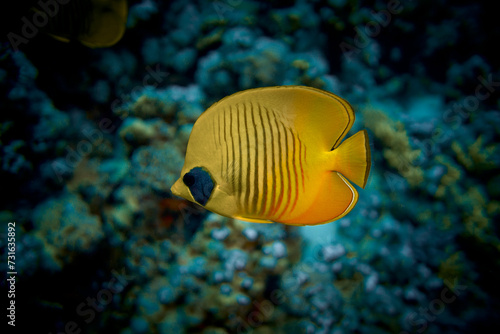 The beauty of the underwater world - The yellow tang (Zebrasoma flavescens), also known as the lemon sailfin, yellow sailfin tang or somber surgeonfish - scuba diving in the Red Sea, Egypt