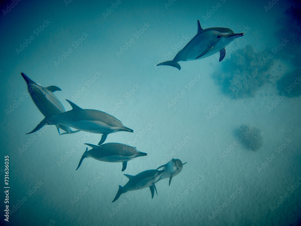Obraz premium The beauty of the underwater world - beautiful fast and very intelligent - The dolphin is an aquatic mammal within the infraorder Cetacea - scuba diving in the Red Sea, Egypt