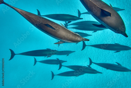 The beauty of the underwater world - beautiful fast and very intelligent - The dolphin is an aquatic mammal within the infraorder Cetacea - scuba diving in the Red Sea  Egypt