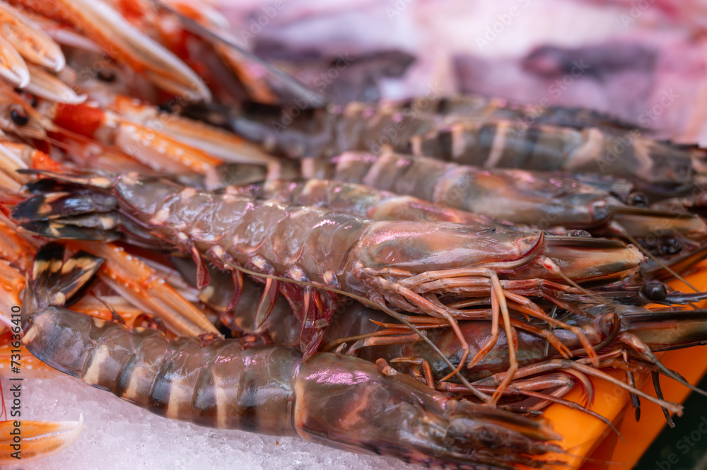 Assortment of fresh daily catch of prawns, shrimps, fishes, seashells, molluscs on ice on fish market in France Assortment of fresh daily catch of prawns, shrimps, fishes, seashells, molluscs on ice on fish market in France