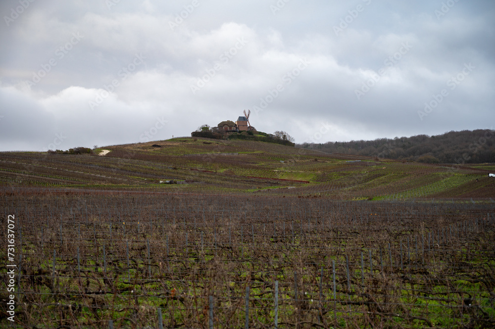 Fototapeta premium Winter time on Champagne grand cru vineyard near Verzenay and Mailly, rows of old grape vines without leave, wine making in France