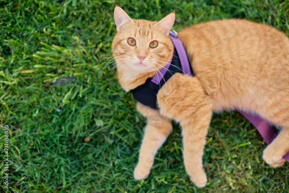 An adult ginger cat lies on a green lawn in a harness, space for a copy. Portrait of a beautiful cat with orange eyes on a green background, a domestic cat walking outdoors, a beautiful ginger pet