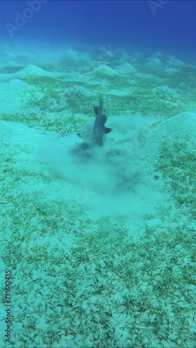 Vertical video, Camera moving forwards approaching to Trigger fish digging sand on the seabed in search of food, Slow motion. Yellowmargin Triggerfish (Pseudobalistes flavimarginatus) photo