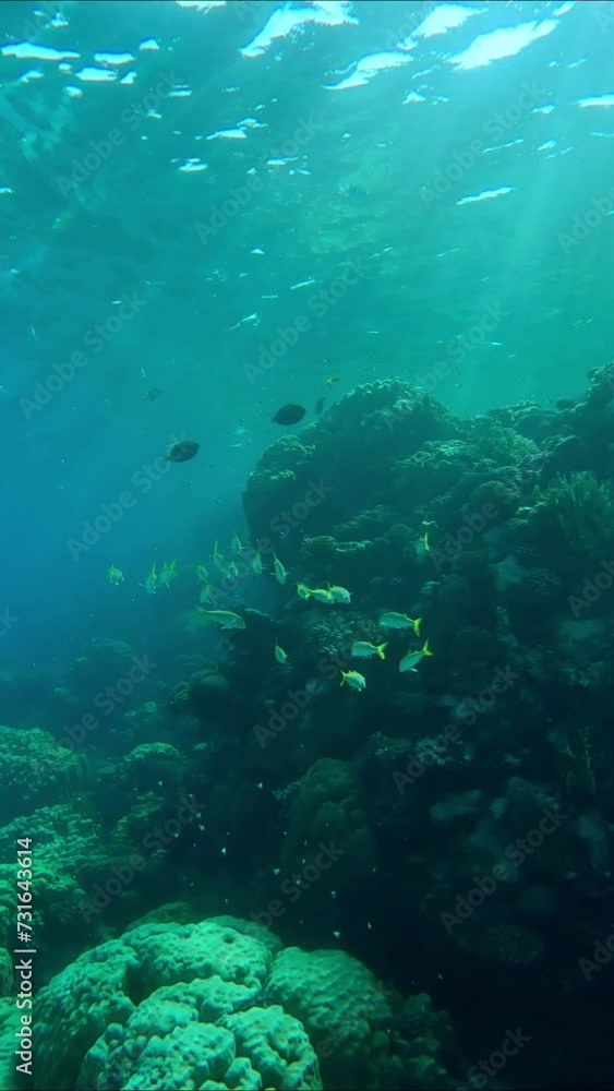 Vertical video, School of Yellow Goat fish swims close to coral reef in sunny day on sunrays, Slow motion, Backlight (contre-jour). Shoal of Yellowfin Goatfish (Mulloidichthys vanicolensis) Vertical video, School of Yellow Goat fish swims close to coral reef in sunny day on sunrays, Slow motion, Backlight (contre-jour). Shoal of Yellowfin Goatfish (Mulloidichthys vanicolensis)