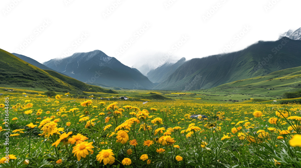 Valley of Yellow Flowers on Transparent Background, PNG,