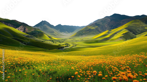 Vibrant Yellow Blossoms on Transparent Background  PNG 