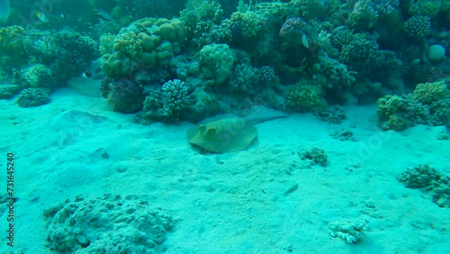 Reef Stingray lies on sandy bottom next to a coral reef. Blue spotted Stingray or Bluespotted Ribbontail Ray (Taeniura lymma). Forward movement approaching the Stingray photo