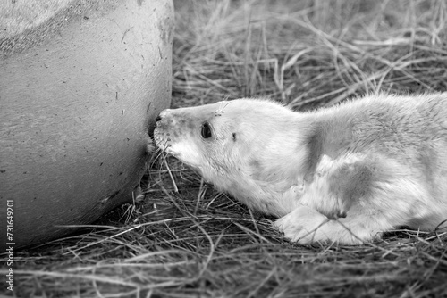 Black and white image of a newborn grey seal pup suckling milk from its mother. photo