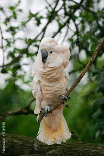 cacatua crestasalmone (Cacatua moluccensis) photo