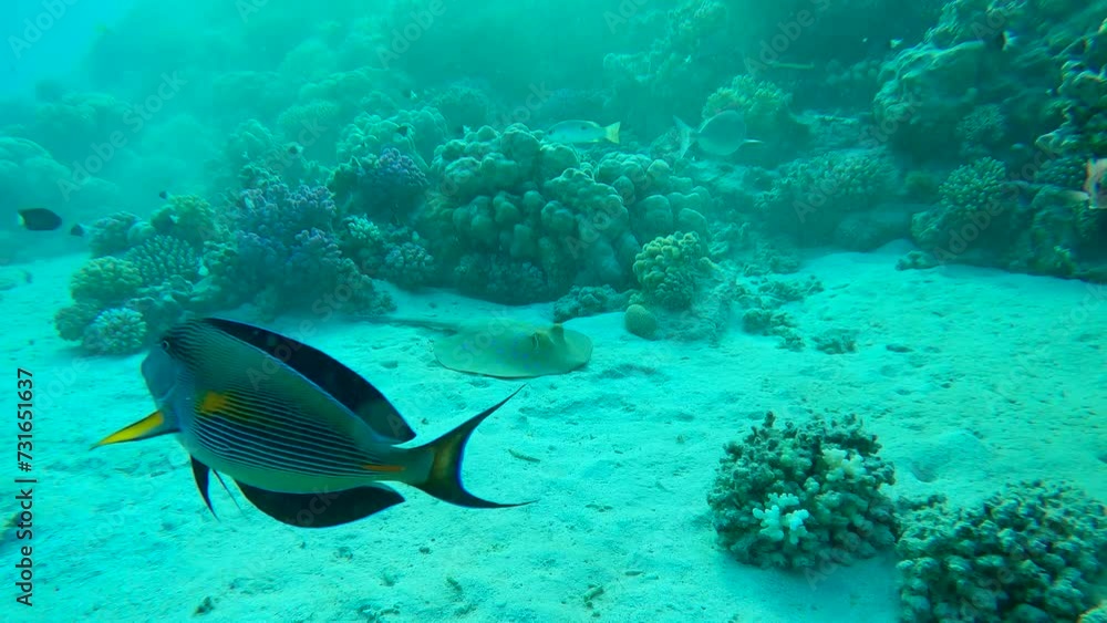 Stingray lies on sandy bottom next to a coral reef. Blue spotted Stingray or Bluespotted Ribbontail Ray (Taeniura lymma). Forward movement approaching the Stingray Stingray lies on sandy bottom next to a coral reef. Blue spotted Stingray or Bluespotted Ribbontail Ray (Taeniura lymma). Forward movement approaching the Stingray