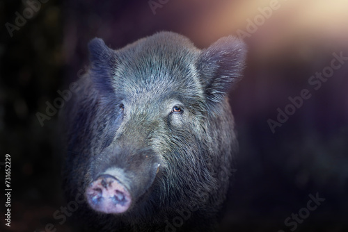 Wild boar. Artistic wildlife photography. Colorful nature background. © serkanmutan
