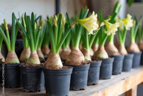 Row of potted daffodil bulbs growing on a rustic wooden shelf. Indoor botanical series.