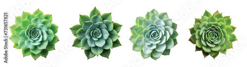 Succulent plant vector set isolated on white background photo